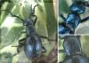 Meloe violaceus